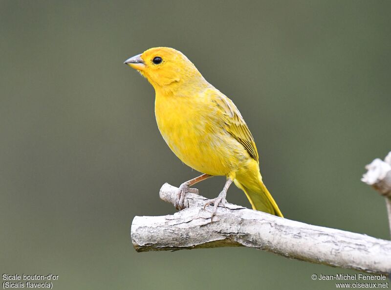 Saffron Finch