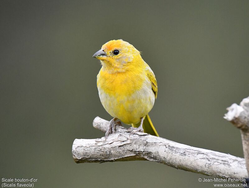 Saffron Finch