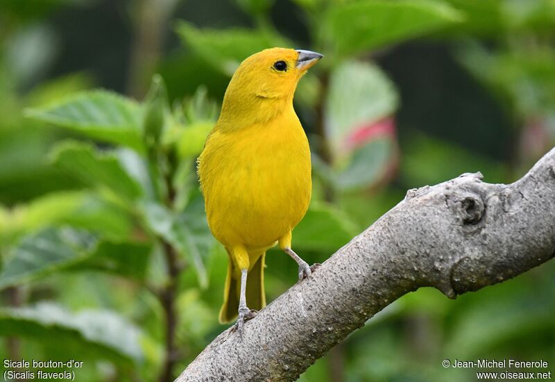 Saffron Finch