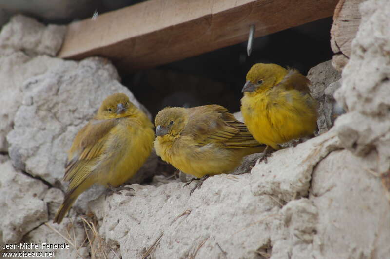 Sicale jaune, Nidification