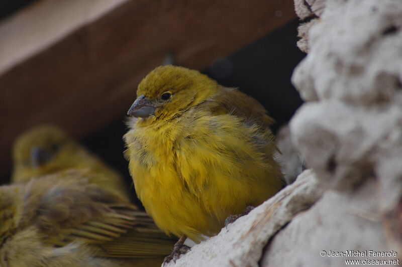 Puna Yellow Finch