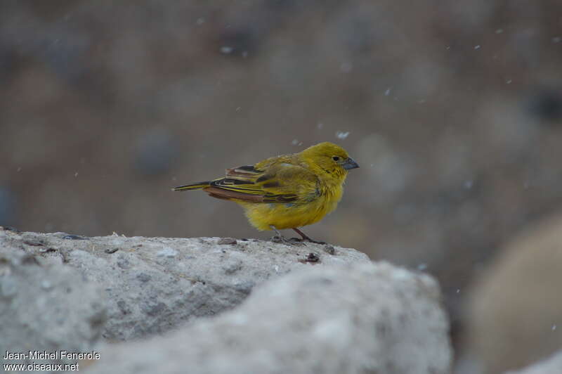 Puna Yellow Finchadult