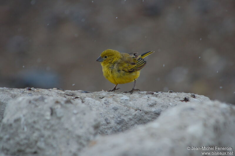 Puna Yellow Finch