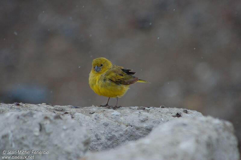 Puna Yellow Finch