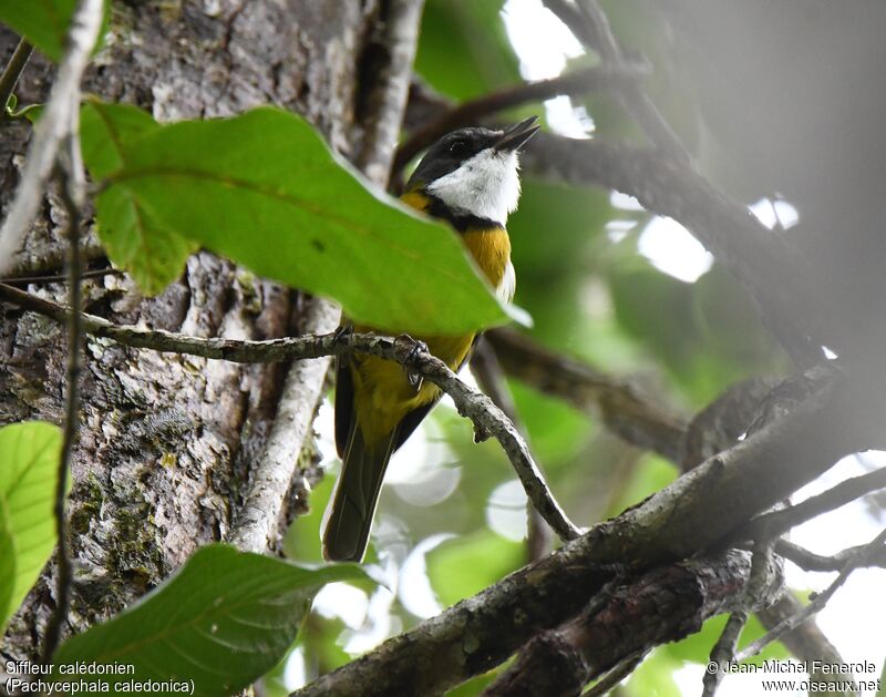 New Caledonian Whistler male, song