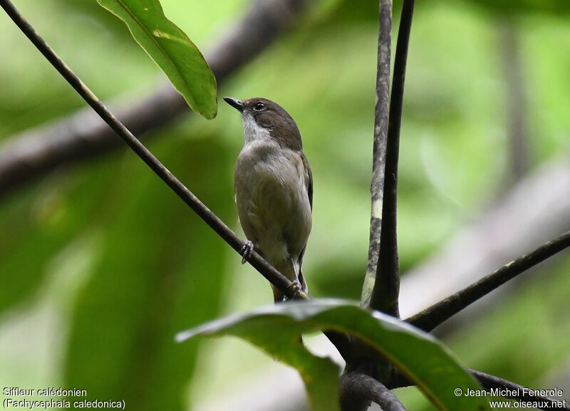 New Caledonian Whistler female