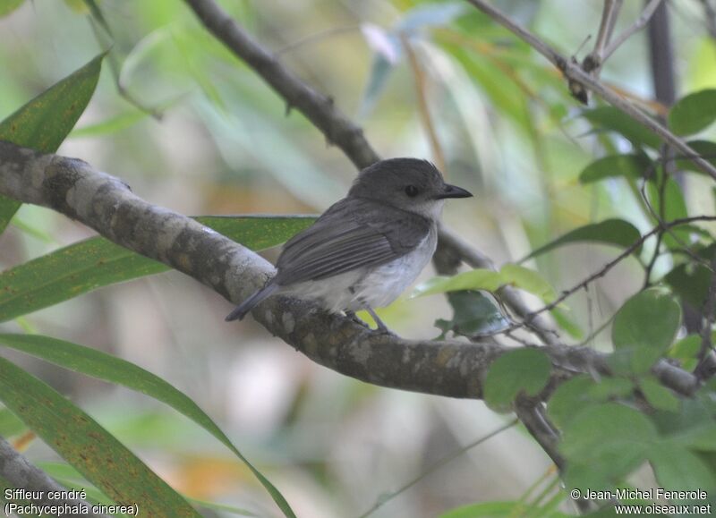 Mangrove Whistler