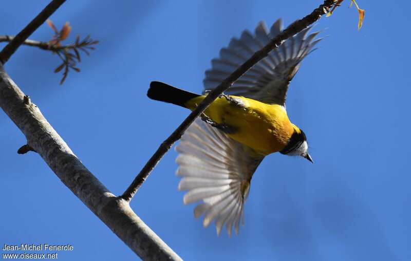 Rusty-breasted Whistler (fulvotincta)