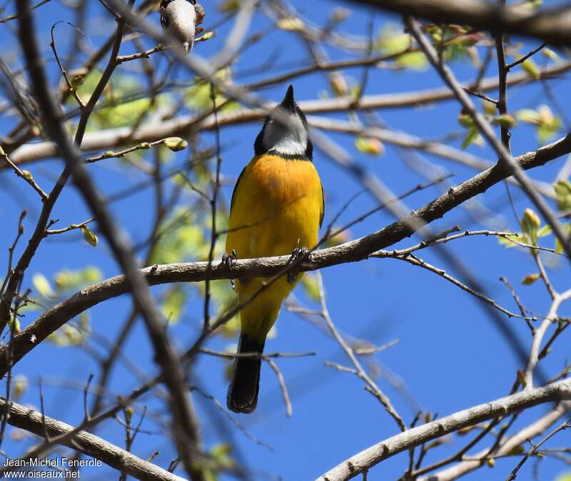 Rusty-breasted Whistler (fulvotincta), identification