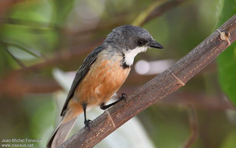 Rufous Whistler male, identification