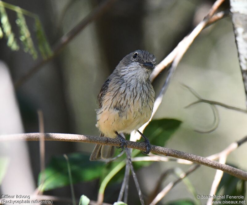 Rufous Whistler female