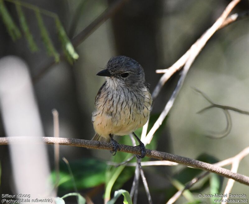 Rufous Whistler