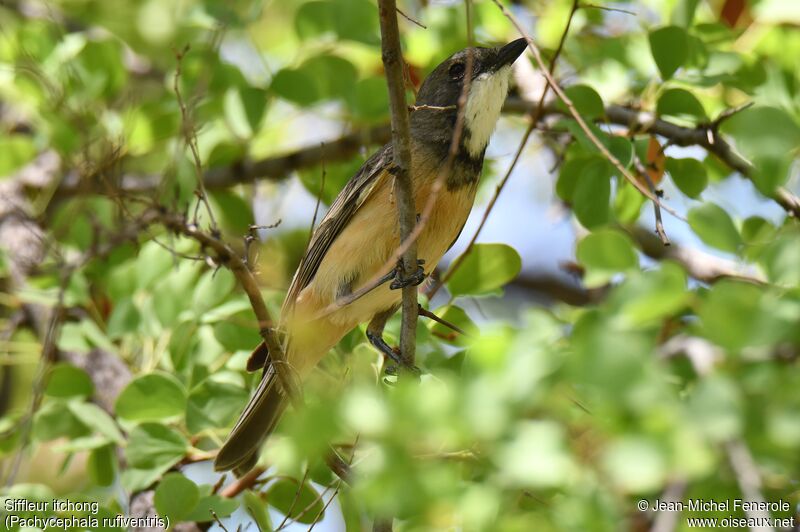 Rufous Whistler