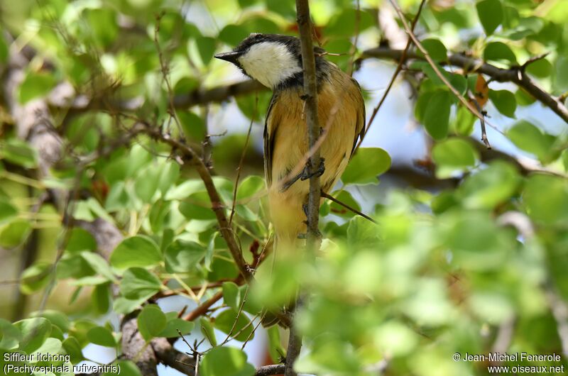 Rufous Whistler