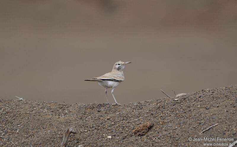 Greater Hoopoe-Lark