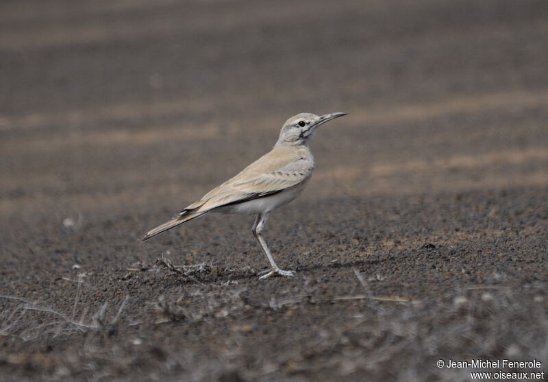 Greater Hoopoe-Lark