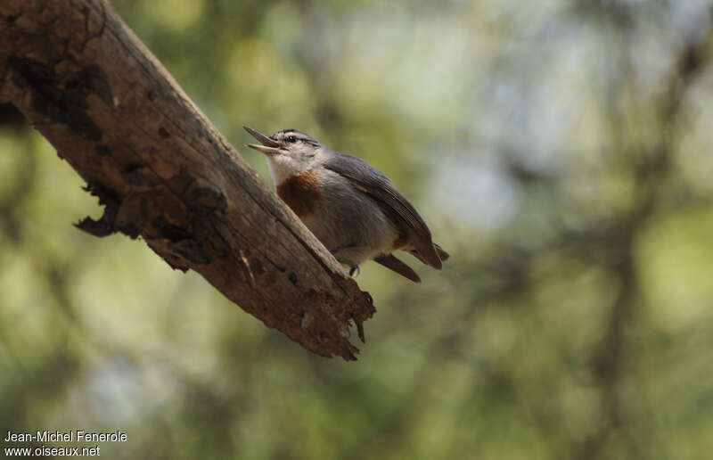 Krüper's Nuthatch male adult