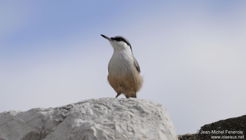 Western Rock Nuthatch