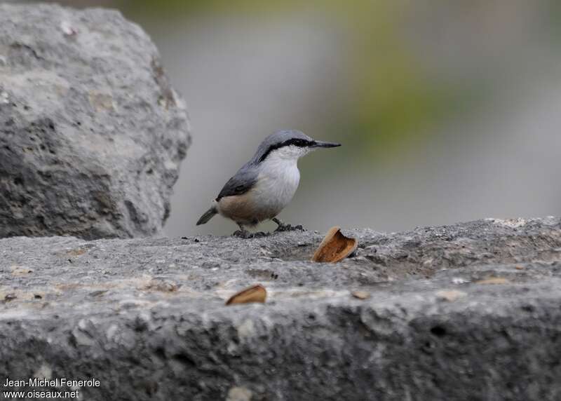 Western Rock Nuthatch, identification