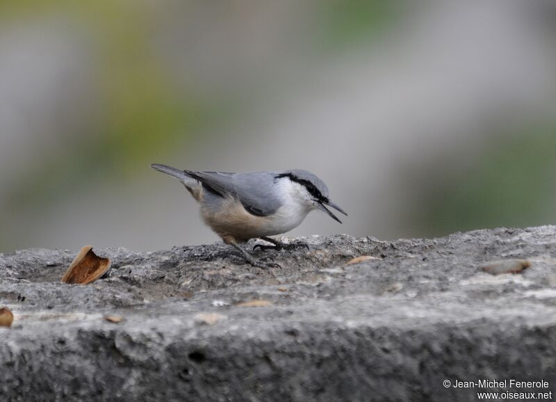 Western Rock Nuthatch