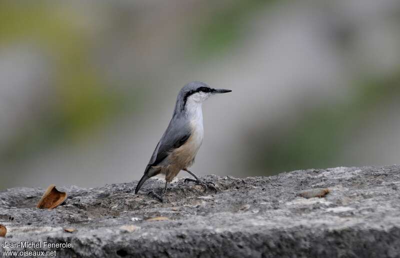 Sittelle de Neumayeradulte, identification