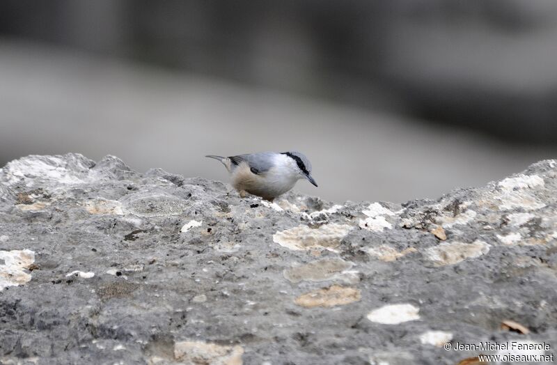 Western Rock Nuthatch