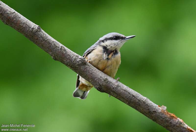 Eurasian Nuthatchjuvenile, identification