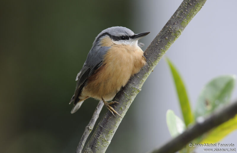 Eurasian Nuthatch