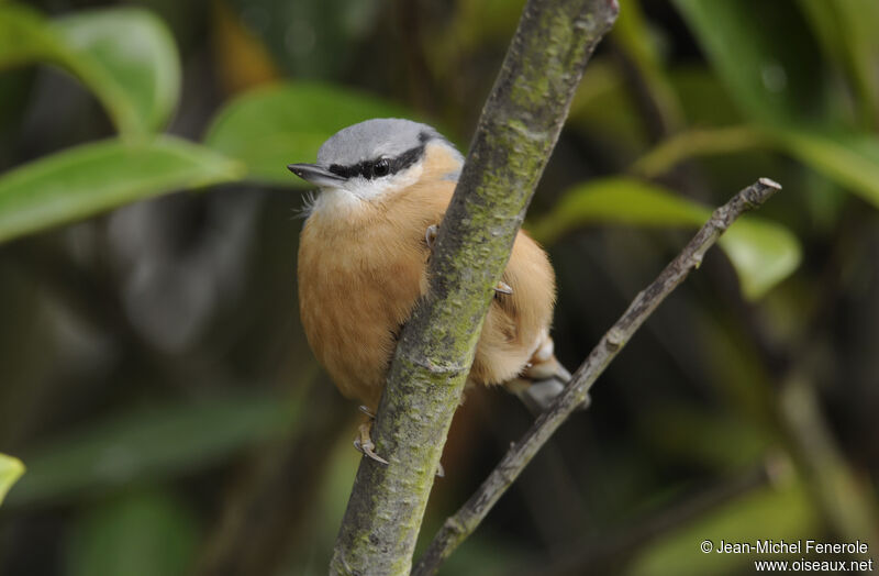 Eurasian Nuthatch