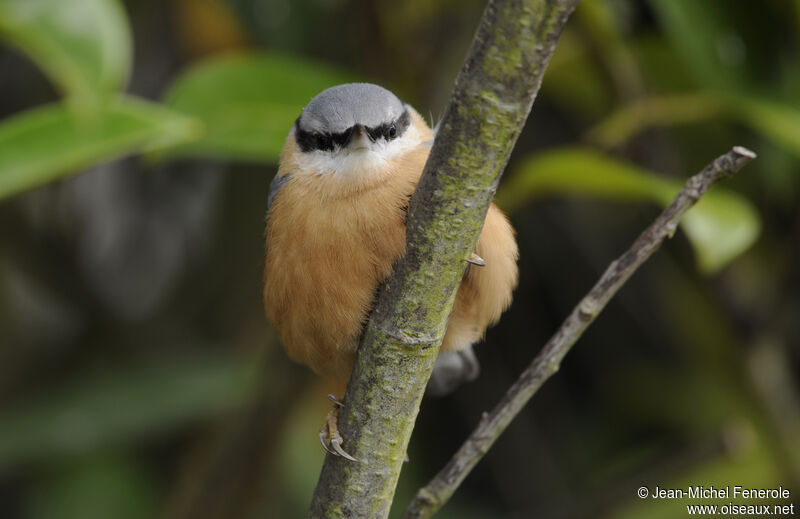 Eurasian Nuthatch