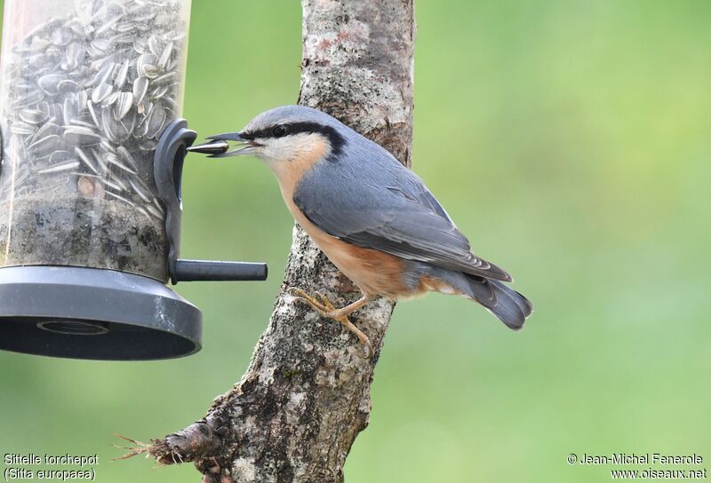 Eurasian Nuthatch