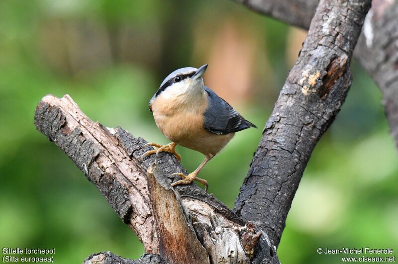 Eurasian Nuthatch