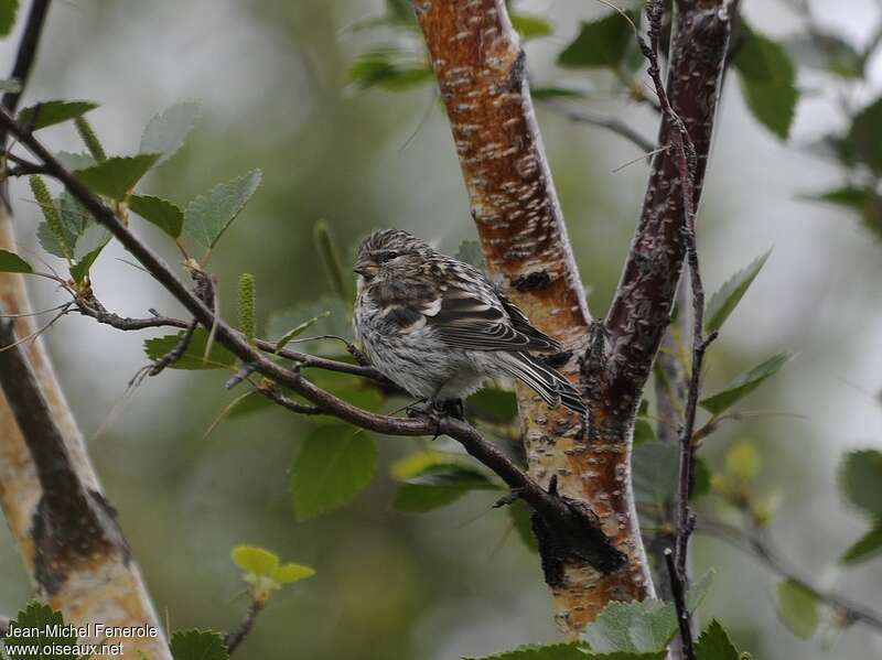 Common Redpolljuvenile, identification