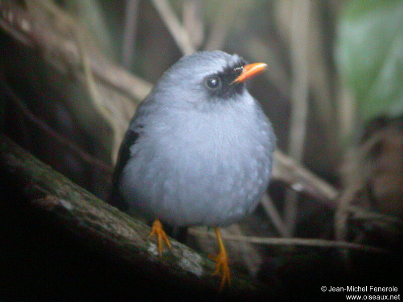 Black-faced Solitaire