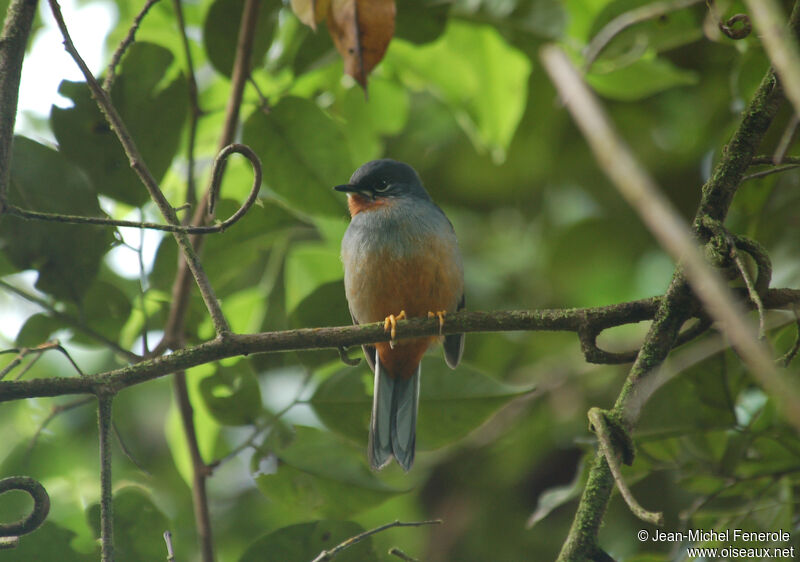 Rufous-throated Solitaire