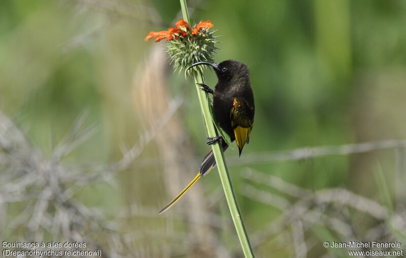 Golden-winged Sunbird