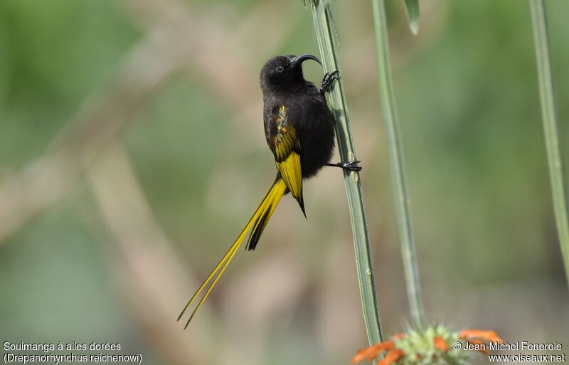 Golden-winged Sunbird