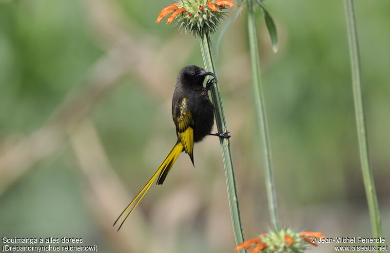 Golden-winged Sunbird