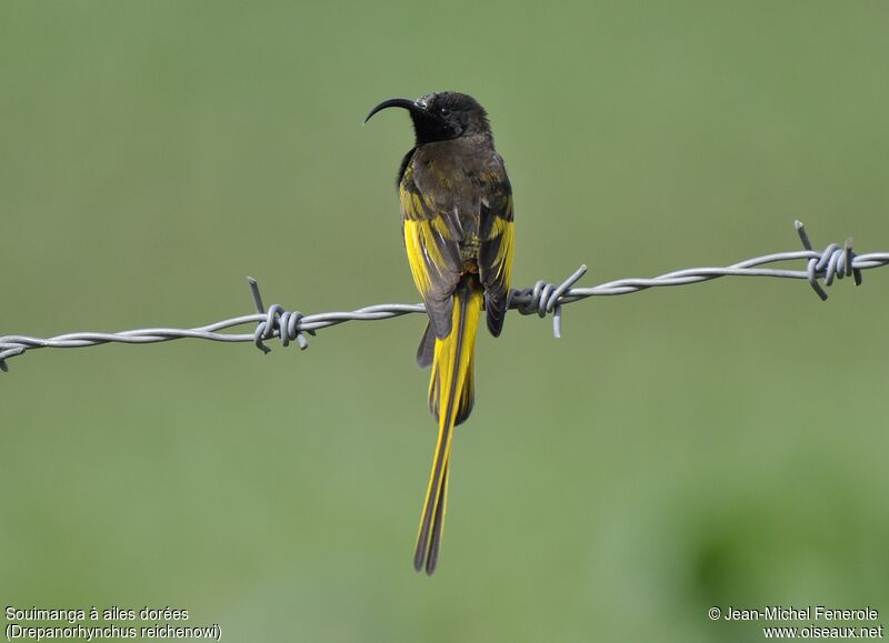 Golden-winged Sunbird