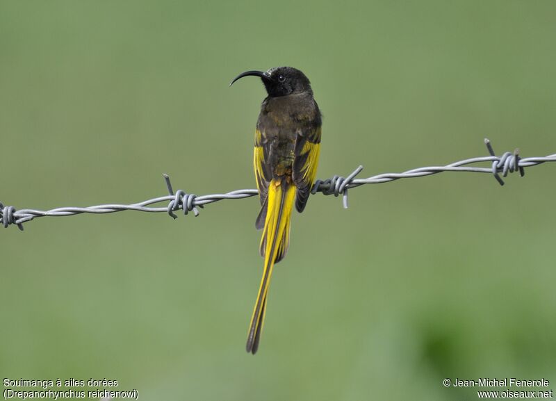 Golden-winged Sunbird