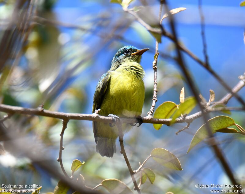 Collared Sunbirdjuvenile