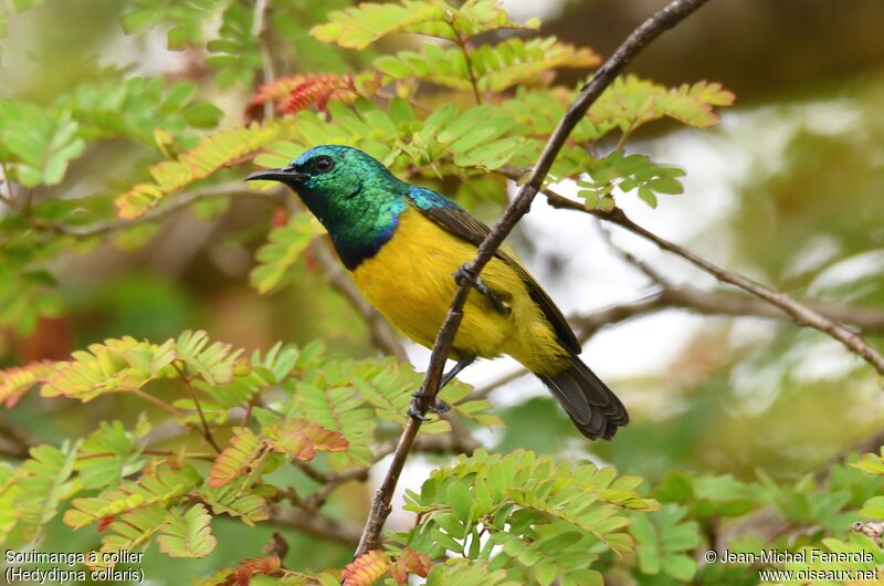 Collared Sunbird