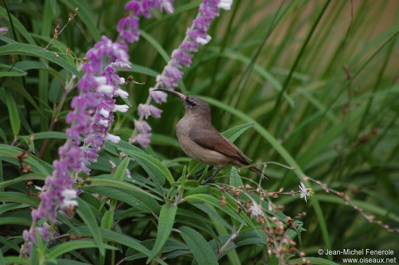 Greater Double-collared Sunbird female adult