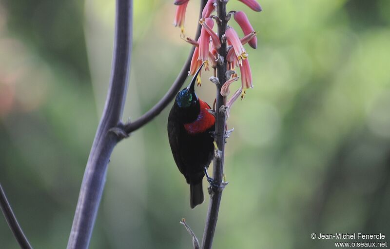 Scarlet-chested Sunbird