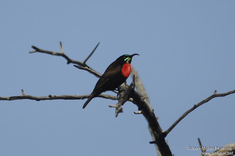 Scarlet-chested Sunbird