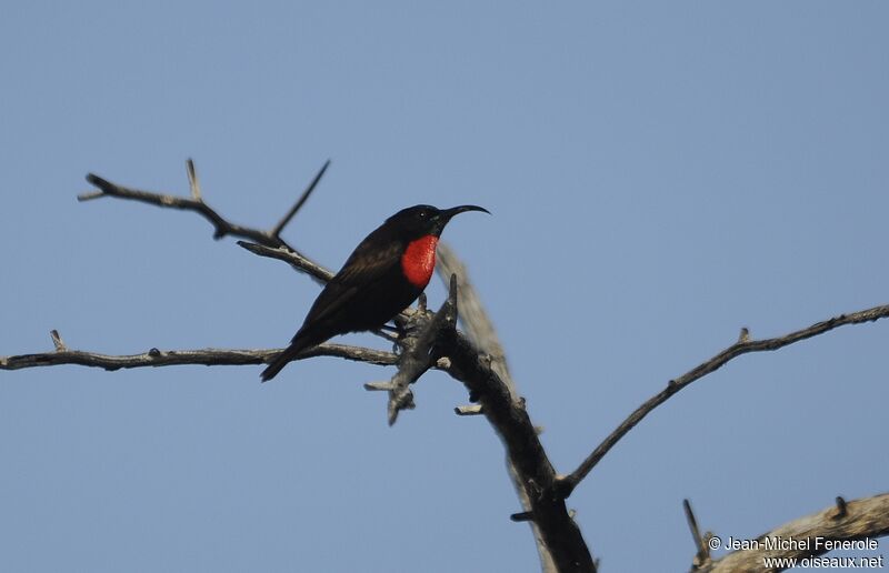 Scarlet-chested Sunbird