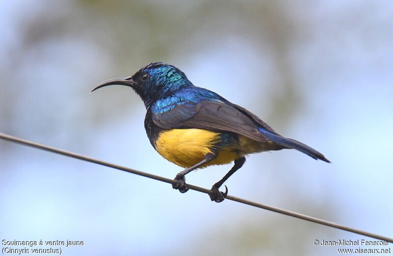 Variable Sunbird