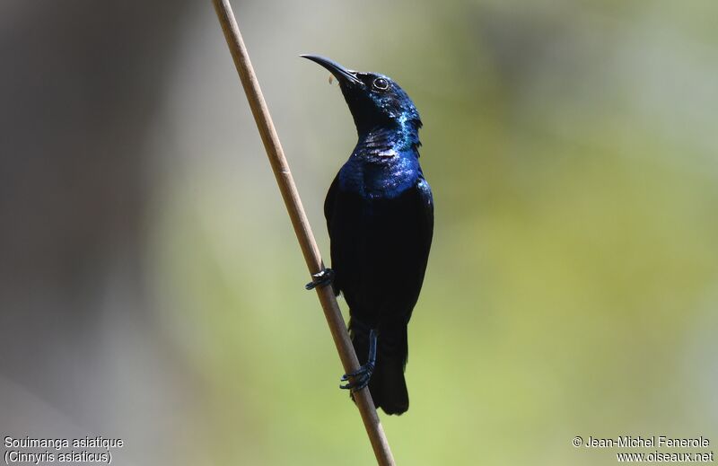 Purple Sunbird