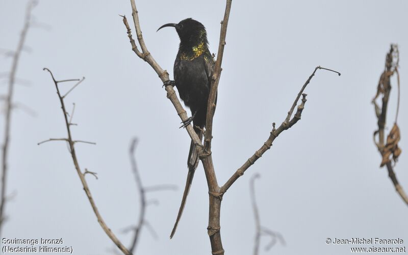 Bronzy Sunbird