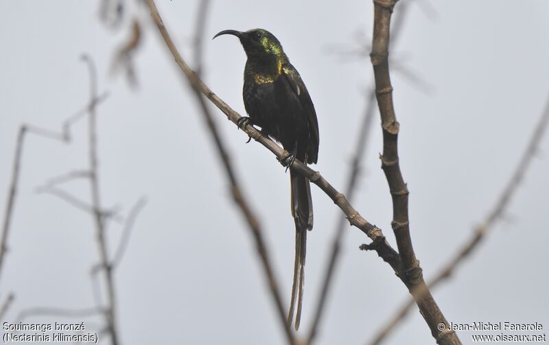 Bronzy Sunbird